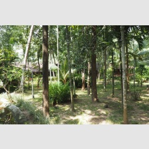 Ayurvedamana